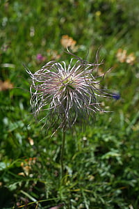 pasqueflower alpí, es va esvair, flor Alpina, planta Alpina, flors de muntanya, planta de muntanya, Pulsatilla Alpina