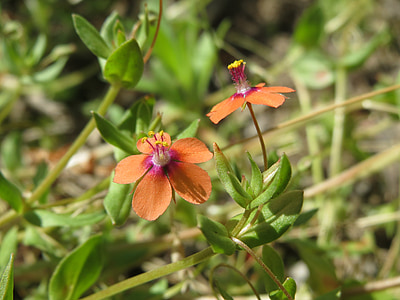 Lysimachia arvensis, raudona Paprastoji, raudona chickweed, poorman's barometras, prasta vyro oras-stiklas, piemens oras stiklo, Wildflower