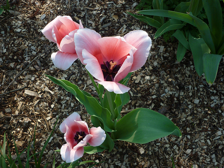 Tulip, merah muda, musim semi, Blossom, mekar, bunga