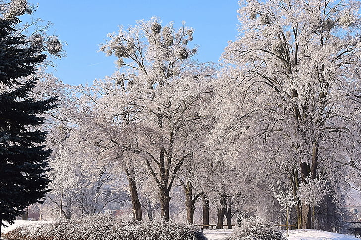hivernal, arbres, estat d'ànim d'hivern, neu, fred, arbre, l'hivern