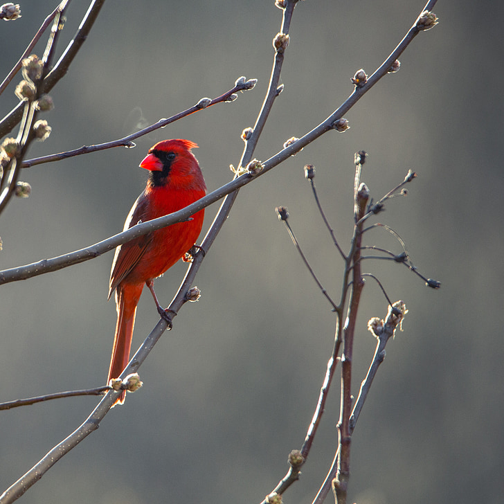 Kardinal, ptica, Crveni, priroda, biljni i životinjski svijet, divlje, kljun