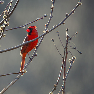cardenal, ocell, vermell, natura, vida silvestre, salvatge, bec