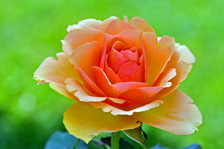 rose, blossom, bloom, rose blooms, nature, petal, plant