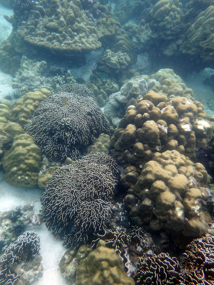 Coral, Reef, Veealune, veealuse, Sea, Sukeldumine, snorkel