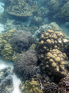 koraljni, greben, podmorski, pod vodom, more, ronjenje, disalica