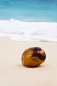 kokos, tropskih, Ocean, pesek, morje, Beach, eksotične