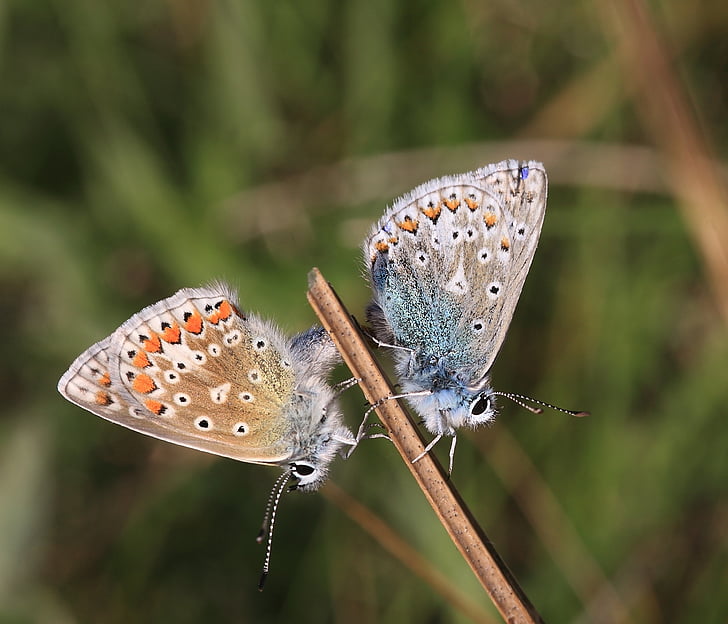 gemeinsamen blau, Polyommatus Icarus, Schmetterlinge, die Paarung, Westmeath, Irland, Natur-Irland