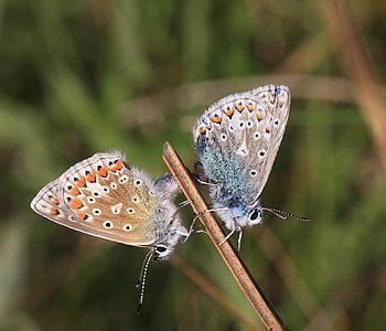 Argus bleu, Polyommatus icarus, accouplement de papillons, Westmeath, Irlande, nature Irlande