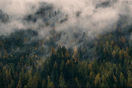žalia, medžiai, balta, rūkas, rudenį, kalnų, Gamta