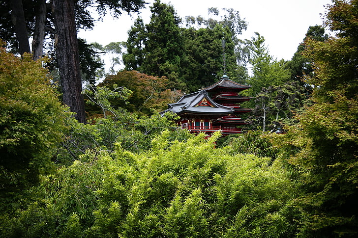 asiatique, nature, Japonais, Forest, jardin japonais, bois, plantes