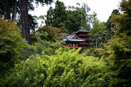 asiàtic, natura, japonès, bosc, jardí japonès, boscos, plantes