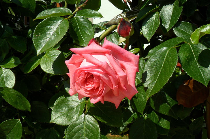 Rose, Bulgarie, rose rouge