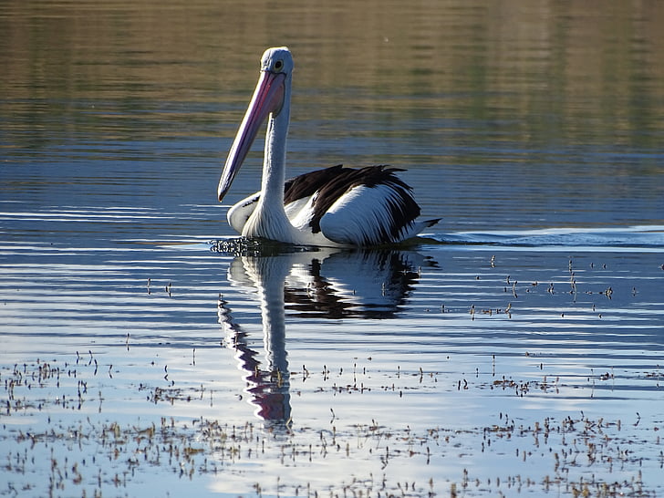 pelican, water, wildlife, nature, reflection, outdoor, landscape