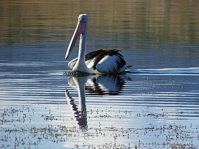 Pelican, vann, dyreliv, natur, refleksjon, utendørs, landskapet