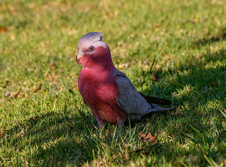 galah, Rose-breasted kakadue, papegøje, fugl, Pink, grå, hvid