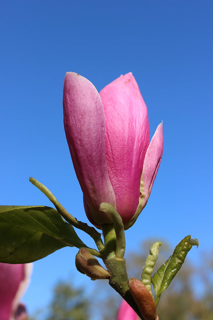 flor de magnólia, Magnólia, flores, -de-rosa, ornamentais