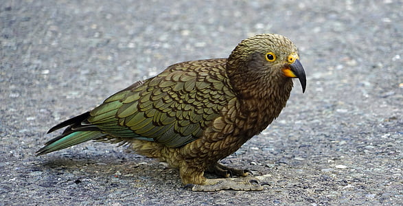Kea, perroquet de montagne, perroquet, Nouvelle-Zélande, montagnes, hautes-terres, plumage