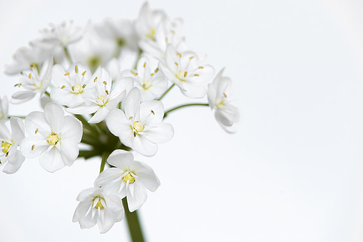 flower, flowers, white, small flowers, white flowers, leek flower, close