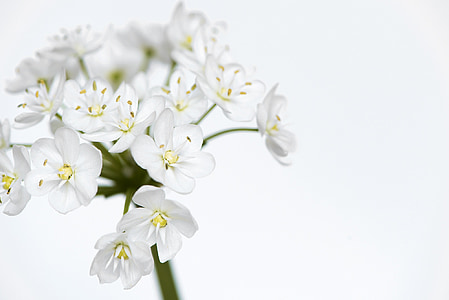gėlė, gėlės, balta, mažos gėlės, baltos gėlės, svogūnu/poru gėlė, uždaryti