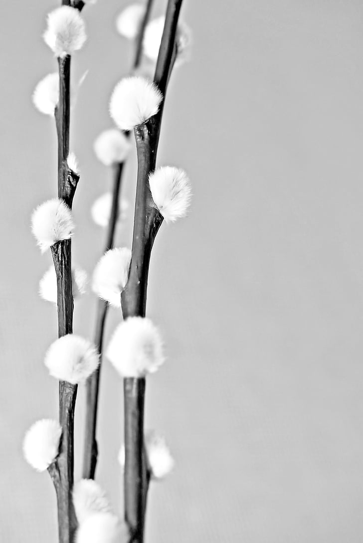 plant, winter, flower, tendril, blooming, cold, snow