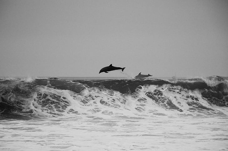 delfinov, v bližini:, telo, vode, Delfini, Ocean, morje