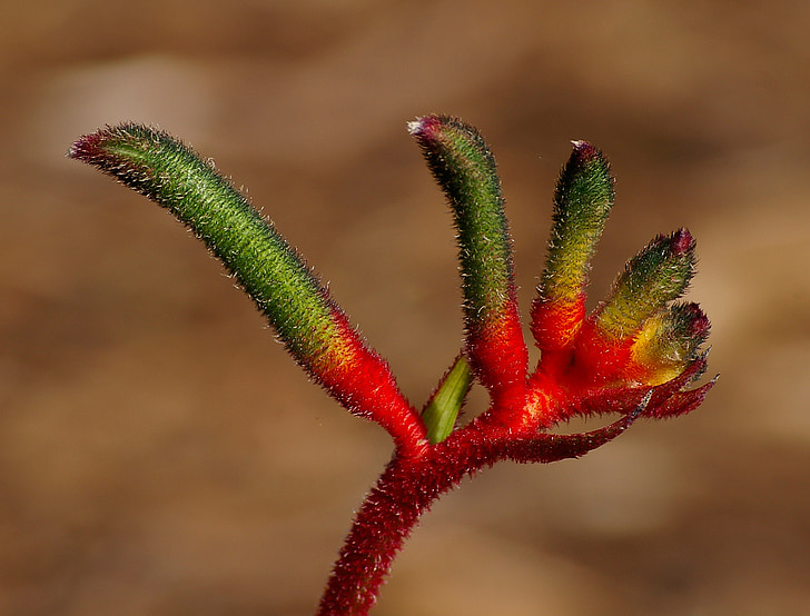 flor de pota de cangur, flor, brots, vermell, verd, inusual, nativa
