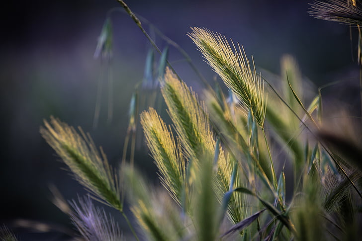 Klas, el grano, naturaleza, protisvetlo, verde, planta