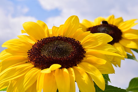 sunflower, sky, summer, blue sky, flower, close, yellow