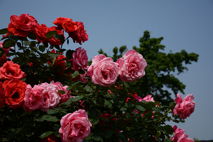 Rožė, miesto centras, milteliai, raudona