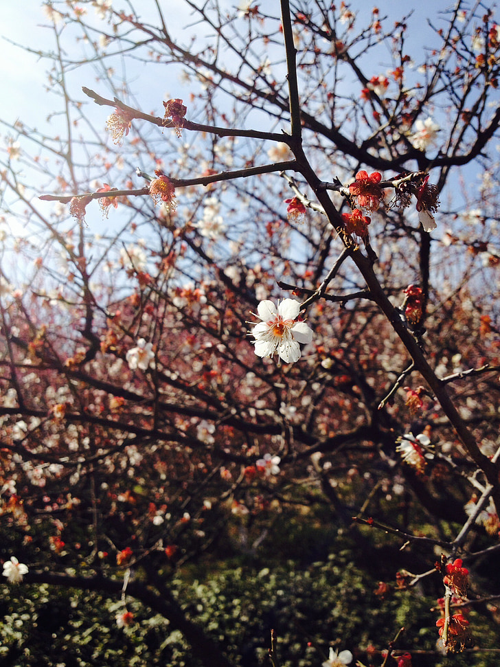 çiçekler, Bahar, Park