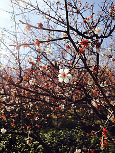 blomster, våren, Park