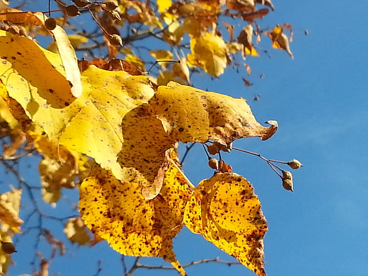 arany, Golden október, Azure, arany levelek