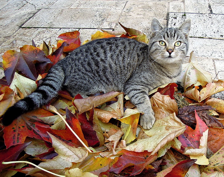 Katze, Kätzchen, Tabby, Herbst, Blätter im Herbst, Hauskatze, Blick in die Kamera