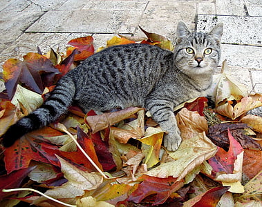 котка, коте, таби, Есен, Есенни листа, домашна котка, поглед към фотоапарат