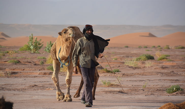 Bedouin, Dromedary, pasir, gurun, unta, Afrika, Gurun Sahara