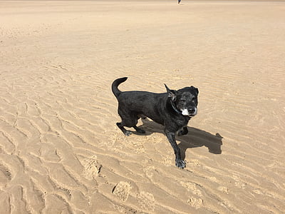 海滩, 黑色, 黑色拉布拉多犬, 狗, 拉布拉多, 风, 沙子