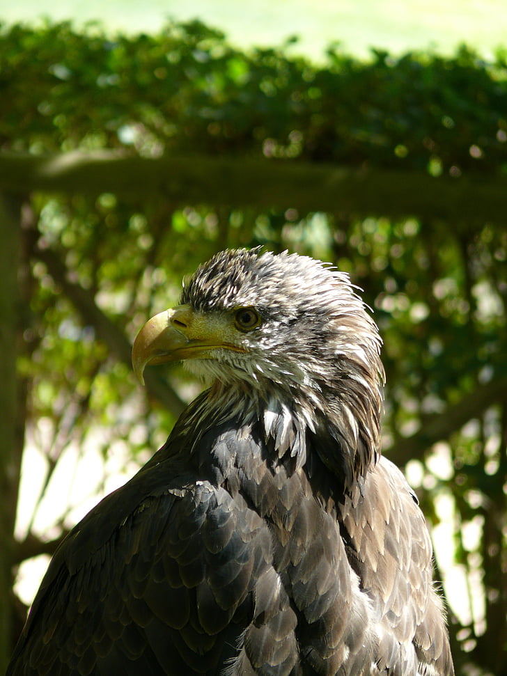 Eagle, roofvogels, Ave, reservering, vogels, natuurreservaat, vogel