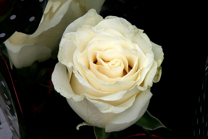 Rose, bela, cvetnih listov