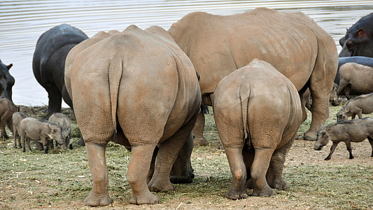 Rhino, tlustokožec, Afrika, Namíbia, Príroda, suché, Národný park