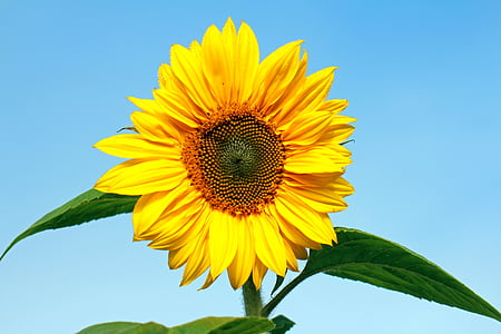 sun flower, flower, yellow, plant, blossom, bloom, beautiful