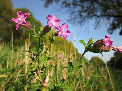 silene dioica, red campion, wildflower, botany, species, flora, inflorescence