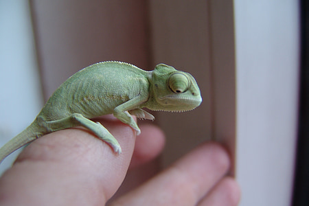 chameleon, yemen chameleon, green, animal, dragon, close, lizard