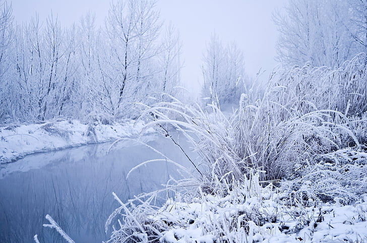 neige, hiver, paysage, branches, herbe, brouillard, rivière