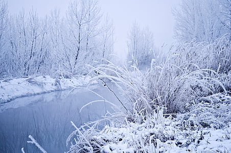 sneeuw, winter, landschap, takken, gras, mist, rivier