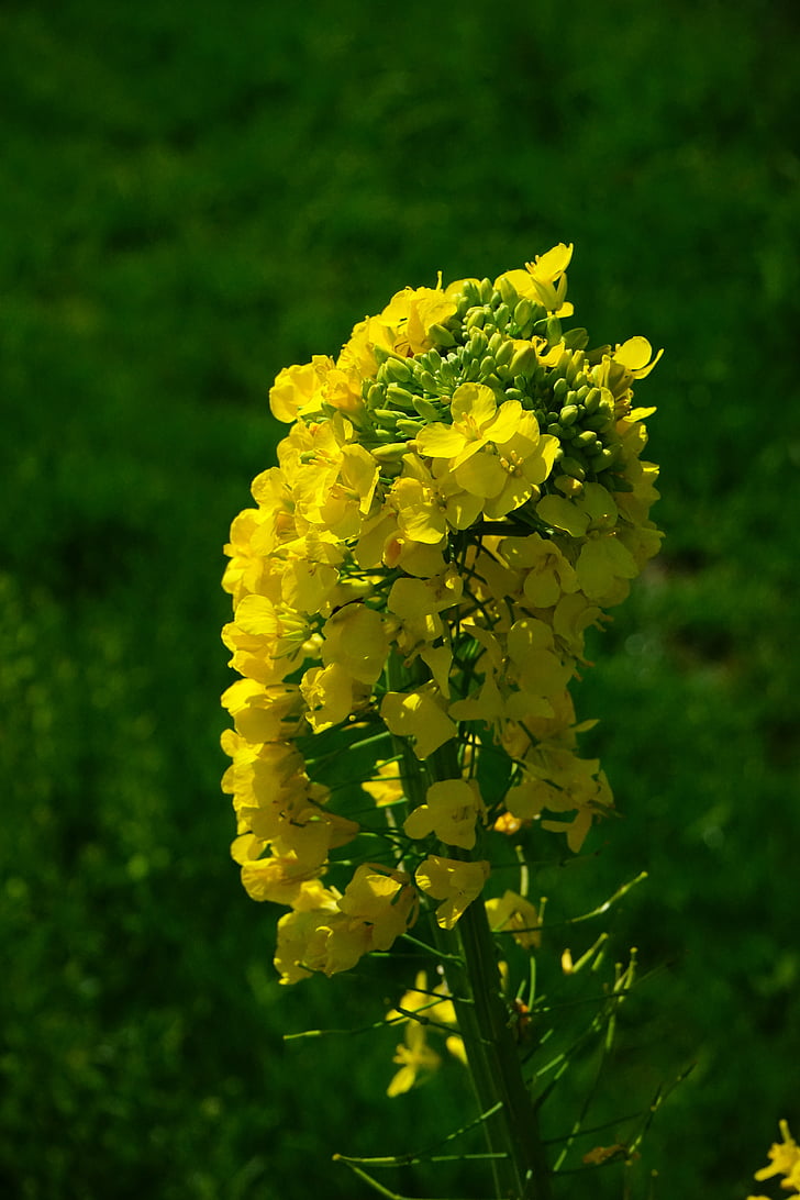 fleurs du viol, Inflorescence :, les colzas, jaune, fleurs, plante, nature