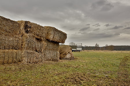 straw, hay, bale, block, straw bales, agriculture, hay bales