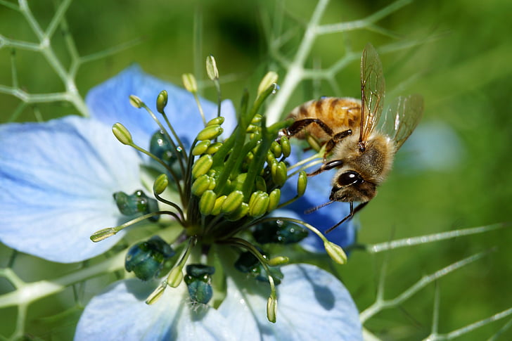 꿀벌, 여름, 곤충, 자연, 꽃, 꿀 꿀벌, 꽃