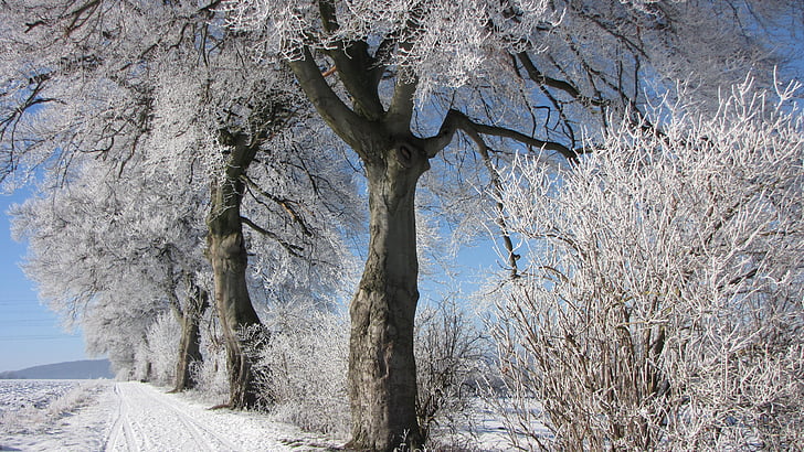 winter, tree, frost, snow