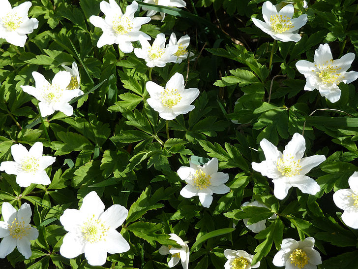 anemone de fusta, blanc, flor, primavera, Anemone de, flor, flor