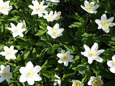wood anemone, white, flower, spring, anemone, blossom, bloom